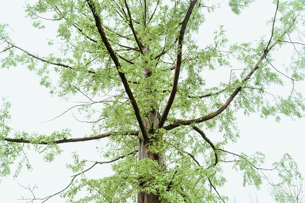 Baumpflege